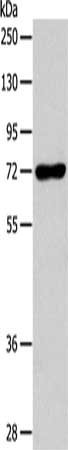 Gel: 10%SDS-PAGE, Lysate: 40 ug, Lane: RAW264.7 cells, Primary antibody: CSB-PA871420(IL18RAP Antibody) at dilution 1/450, Secondary antibody: Goat anti rabbit IgG at 1/8000 dilution, Exposure time: 1 minute