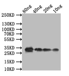 Western Blot
Positive WB detected in: recombinant protein
All lanes:TCP21 Antibody at 1:1000
Secondary
Goat polyclonal to rabbit IgG at 1/50000 dilution
Predicted band size: 28.8 kDa
Observed band size: 33 kDa