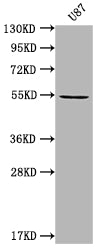 Western Blot
Positive WB detected in: U87 whole cell lysate
All lanes: MROH8 antibody at 1:2000
Secondary
Goat polyclonal to rabbit IgG at 1/50000 dilution
Predicted band size: 55, 100 kDa
Observed band size: 55 kDa
