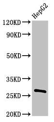 Western Blot
Positive WB detected in: HepG2 whole cell lysate
All lanes: PDF antibody at 3µg/ml
Secondary
Goat polyclonal to rabbit IgG at 1/50000 dilution
Predicted band size: 28 kDa
Observed band size: 28 kDa