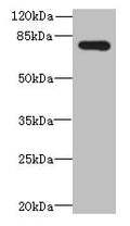 Western blot
All lanes: ADGRL4 antibody at 4µg/ml + Hela whole cell lysate
Secondary
Goat polyclonal to rabbit IgG at 1/10000 dilution
Predicted band size: 78 kDa
Observed band size: 78 kDa