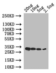 Western Blot
Positive WB detected in: recombinant protein
All lanes: CAMTA6 Antibody at 1:1000
Secondary
Goat polyclonal to rabbit IgG at 1/50000 dilution
Predicted band size: 27 kDa
Observed band size: 27 kDa
