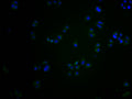 Immunofluorescence staining of Hela cells with CSB-PA873623PA01HU at 1:200, counter-stained with DAPI. The cells were fixed in 4% formaldehyde and blocked in 10% normal Goat Serum. The cells were then incubated with the antibody overnight at 4°C. The secondary antibody was Alexa Fluor 488-congugated AffiniPure Goat Anti-Rabbit IgG(H+L).