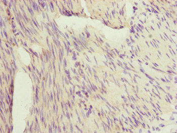 IL36G Antibody – Figure 1 of 1