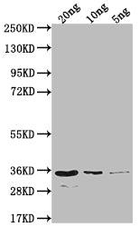 Western Blot
Positive WB detected in Recombinant protein
All lanes: EIN2 antibody at 1:2000
Secondary
Goat polyclonal to rabbit IgG at 1/50000 dilution
Predicted band size: 35 kDa
Observed band size: 35 kDa