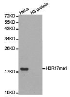 Western blot analysis of extracts of HeLa cell line and H3 protein expressed in E.coli., using H3R17me1 antibody.
