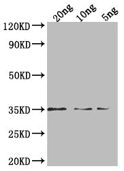 Western Blot
Positive WB detected in Recombinant protein
All lanes: PEN1 antibody at 1:2000
Secondary
Goat polyclonal to rabbit IgG at 1/50000 dilution
Predicted band size: 31.3 kDa
Observed band size: 35 kDa