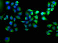 Immunofluorescence staining of Hela cells with CSB-PA875635LA01HU at 1:100, counter-stained with DAPI. The cells were fixed in 4% formaldehyde, permeabilized using 0.2% Triton X-100 and blocked in 10% normal Goat Serum. The cells were then incubated with the antibody overnight at 4°C. The secondary antibody was Alexa Fluor 488-congugated AffiniPure Goat Anti-Rabbit IgG(H+L).