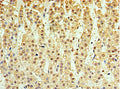 Immunohistochemistry of paraffin-embedded human adrenal gland tissue using CSB-PA875653ESR1HU at dilution of 1:100