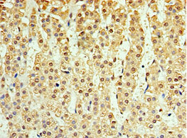 Immunohistochemistry of paraffin-embedded human adrenal gland tissue using CSB-PA875653ESR1HU at dilution of 1:100
