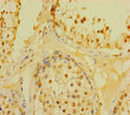 Immunohistochemistry of paraffin-embedded human testis tissue using CSB-PA875677LA01HU at dilution of 1:100