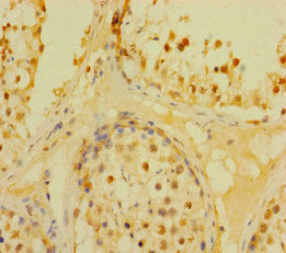 Immunohistochemistry of paraffin-embedded human testis tissue using CSB-PA875677LA01HU at dilution of 1:100