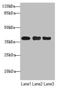 Western blot All lanes: UBE2Z antibody at 1.68µg/ml Lane 1: MCF-7 whole cell lysate Lane 2: HepG2 whole cell lysate Lane 3: Hela whole cell lysate Secondary Goat polyclonal to rabbit IgG at 1/10000 dilution Predicted band size: 39, 29 kDa Observed band size: 39 kDa