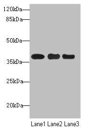 Western blot All lanes: UBE2Z antibody at 1.68µg/ml Lane 1: MCF-7 whole cell lysate Lane 2: HepG2 whole cell lysate Lane 3: Hela whole cell lysate Secondary Goat polyclonal to rabbit IgG at 1/10000 dilution Predicted band size: 39, 29 kDa Observed band size: 39 kDa