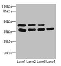 Western blot All lanes: UBE2Z antibody at 3.37µg/ml Lane 1: MCF-7 whole cell lysate Lane 2: HepG2 whole cell lysate Lane 3: Hela whole cell lysate Lane 4: Mouse gonadal tissue Secondary Goat polyclonal to rabbit IgG at 1/10000 dilution Predicted band size: 39, 29 kDa Observed band size: 39 kDa