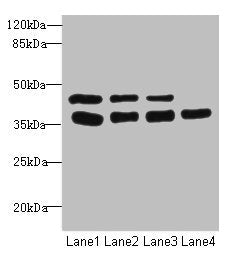 Western blot All lanes: UBE2Z antibody at 3.37µg/ml Lane 1: MCF-7 whole cell lysate Lane 2: HepG2 whole cell lysate Lane 3: Hela whole cell lysate Lane 4: Mouse gonadal tissue Secondary Goat polyclonal to rabbit IgG at 1/10000 dilution Predicted band size: 39, 29 kDa Observed band size: 39 kDa