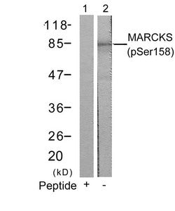 Western blot analysis of extracts from 3T3 cells using MARCKS(Phospho-Ser158) Antibody(Lane 2) and the same antibody preincubated with blocking peptide(Lane1).