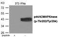 Western blot analysis of extracts from 3T3 cells treated with IFNa using ERK1/2 (Phospho-Thr202/Tyr204) Antibody.The lane on the left is treated with the antigen-specific peptide.