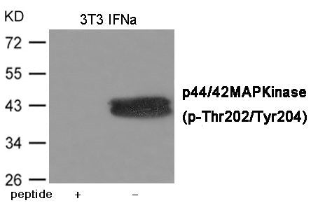 Western blot analysis of extracts from 3T3 cells treated with IFNa using ERK1/2 (Phospho-Thr202/Tyr204) Antibody.The lane on the left is treated with the antigen-specific peptide.