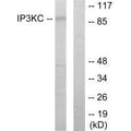 Western blot analysis of extracts from HT-29 cells, using IP3KC antibody.