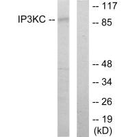 Western blot analysis of extracts from HT-29 cells, using IP3KC antibody.
