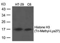 Western blot analysis of extracts from HT29 and C6 cells using Histone H3 (Tri-Methyl-Lys27) Antibody.