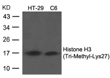 Western blot analysis of extracts from HT29 and C6 cells using Histone H3 (Tri-Methyl-Lys27) Antibody.