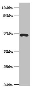 Western blot
All lanes: ACTR3B antibody at 8µg/ml + HepG2 whole cell lysate
Secondary
Goat polyclonal to rabbit IgG at 1/10000 dilution
Predicted band size: 48, 38, 40 kDa
Observed band size: 48 kDa