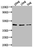 Western Blot
Positive WB detected in Recombinant protein
All lanes: Htra1 antibody at 1:2000
Secondary
Goat polyclonal to rabbit IgG at 1/50000 dilution
Predicted band size: 39 kDa
Observed band size: 40 kDa