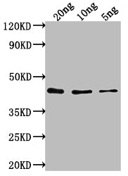 Western Blot
Positive WB detected in Recombinant protein
All lanes: Htra1 antibody at 1:2000
Secondary
Goat polyclonal to rabbit IgG at 1/50000 dilution
Predicted band size: 39 kDa
Observed band size: 40 kDa