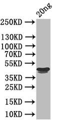 Western Blot
Positive WB detected in: recombinant protein
All lanes: RH5 Antibody at 1:1000
Secondary
Goat polyclonal to rabbit IgG at 1/50000 dilution
Predicted band size: 44 kDa
Observed band size: 44 kDa