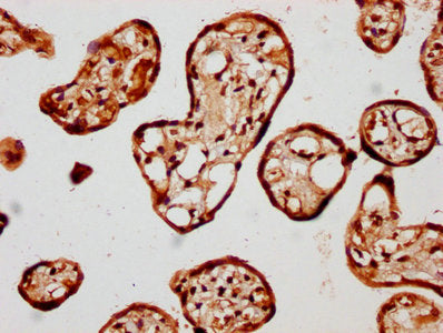 IHC image of CSB-PA880944LA01HU diluted at 1:400 and staining in paraffin-embedded human placenta tissue performed on a Leica BondTM system. After dewaxing and hydration, antigen retrieval was mediated by high pressure in a citrate buffer (pH 6.0). Section was blocked with 10% normal goat serum 30min at RT. Then primary antibody (1% BSA) was incubated at 4°C overnight. The primary is detected by a biotinylated secondary antibody and visualized using an HRP conjugated SP system.