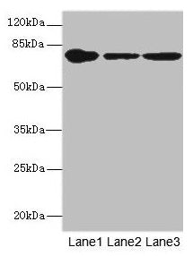 Western blot All lanes: FZD3 antibody at 1.94µg/ml Lane 1: THP-1 whole cell lysate Lane 2: Hela whole cell lysate Lane 3: HepG2 whole cell lysate Secondary Goat polyclonal to rabbit IgG at 1/10000 dilution Predicted band size: 77 kDa Observed band size: 77 kDa