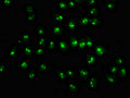 Immunofluorescence staining of Hela cells with CSB-PA882116LA01HU at 1:333, counter-stained with DAPI. The cells were fixed in 4% formaldehyde, permeabilized using 0.2% Triton X-100 and blocked in 10% normal Goat Serum. The cells were then incubated with the antibody overnight at 4&deg;C. The secondary antibody was Alexa Fluor 488-congugated AffiniPure Goat Anti-Rabbit IgG(H+L).