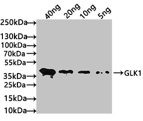 Western Blot
Positive WB detected in: recombinant protein
All lanes: GLK1 Antibody at 1:1000
Secondary
Goat polyclonal to rabbit IgG at 1/50000 dilution
Predicted band size: 37 kDa
Observed band size: 37 kDa