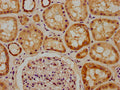 IHC image of CSB-PA883372LA01HU diluted at 1:300 and staining in paraffin-embedded human kidney tissue performed on a Leica BondTM system. After dewaxing and hydration, antigen retrieval was mediated by high pressure in a citrate buffer (pH 6.0). Section was blocked with 10% normal goat serum 30min at RT. Then primary antibody (1% BSA) was incubated at 4°C overnight. The primary is detected by a biotinylated secondary antibody and visualized using an HRP conjugated SP system.