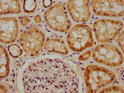 IHC image of CSB-PA883372LA01HU diluted at 1:300 and staining in paraffin-embedded human kidney tissue performed on a Leica BondTM system. After dewaxing and hydration, antigen retrieval was mediated by high pressure in a citrate buffer (pH 6.0). Section was blocked with 10% normal goat serum 30min at RT. Then primary antibody (1% BSA) was incubated at 4°C overnight. The primary is detected by a biotinylated secondary antibody and visualized using an HRP conjugated SP system.