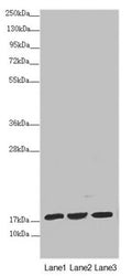 Western blot All lanes: NDUFA12 antibody at 3.23 ug/ml Lane 1: Mouse heart tissue Lane 2: Mouse liver tissue Lane 3: Mouse kidney tissue Secondary Goat polyclonal to rabbit IgG at 1/10000 dilution Predicted band size: 18, 8 kDa Observed band size: 20 kDa