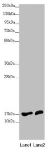 Western blot All lanes: NDUFA12 antibody at 3.71µg/ml Lane 1: HepG2 whole cell lysate Lane 2: 293T whole cell lysate Secondary Goat polyclonal to rabbit IgG at 1/10000 dilution Predicted band size: 18, 8 kDa Observed band size: 18 kDa