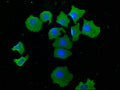 ATG101 Antibody – Figure 1 of 1