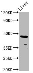 Western Blot
Positive WB detected in: Rat liver tissue
All lanes: ALX4 antibody at 4.2ug/ml
Secondary
Goat polyclonal to rabbit IgG at 1/50000 dilution
Predicted band size: 45 kDa
Observed band size: 45 kDa