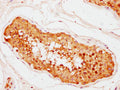 IHC image of CSB-PA884495LA01HU diluted at 1:400 and staining in paraffin-embedded human testis tissue performed on a Leica BondTM system. After dewaxing and hydration, antigen retrieval was mediated by high pressure in a citrate buffer (pH 6.0). Section was blocked with 10% normal goat serum 30min at RT. Then primary antibody (1% BSA) was incubated at 4°C overnight. The primary is detected by a biotinylated secondary antibody and visualized using an HRP conjugated SP system.