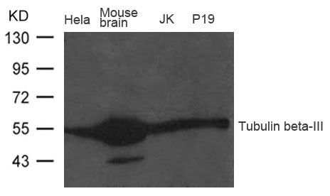 Western blot analysis of extract from Mouse brain tissue, Hela, JK and P19 cells using Tubulin beta-III  Antibody