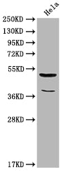 Western Blot
Positive WB detected in: Hela whole cell lysate
All lanes: Nucb2 antibody at 1:2000
Secondary
Goat polyclonal to rabbit IgG at 1/50000 dilution
Predicted band size: 51 kDa
Observed band size: 51 kDa