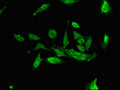 Immunofluorescent analysis of Hela cells using CSB-PA885677LA01HU at dilution of 1:100 and Alexa Fluor 488-congugated AffiniPure Goat Anti-Rabbit IgG(H+L)
