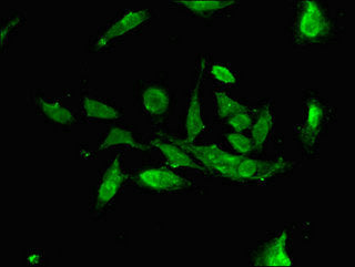Immunofluorescent analysis of Hela cells using CSB-PA885677LA01HU at dilution of 1:100 and Alexa Fluor 488-congugated AffiniPure Goat Anti-Rabbit IgG(H+L)