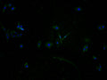 Immunofluorescence staining of HepG2 cells with CSB-PA885769PA01HU at 1:100, counter-stained with DAPI. The cells were fixed in 4% formaldehyde and blocked in 10% normal Goat Serum. The cells were then incubated with the antibody overnight at 4°C. The secondary antibody was Alexa Fluor 488-congugated AffiniPure Goat Anti-Rabbit IgG(H+L).