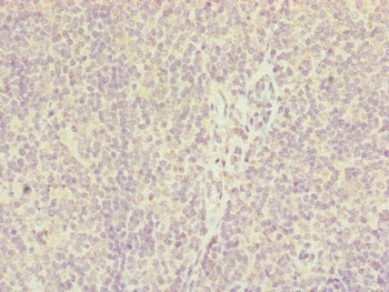IL36A Antibody – Figure 1 of 1