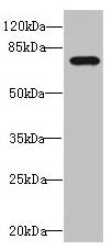 Western blot All lanes: DUSP16 antibody at 1.69µg/ml + 293T whole cell lysate Secondary Goat polyclonal to rabbit IgG at 1/10000 dilution Predicted band size: 74, 17 kDa Observed band size: 74 kDa