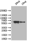 Western Blot
Positive WB detected in: recombinant protein
All lanes: At5g42100 Antibody at 1:1000
Secondary
Goat polyclonal to rabbit IgG at 1/50000 dilution
Predicted band size: 66 kDa
Observed band size: 66 kDa